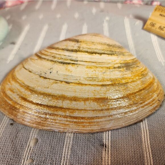 DECOUPAGE CLAM SHELL DECOUPAGE YELLOW FLOWERS 🏵 ON A CLAM SHELL TRINKET DISH - Picture 11 of 11